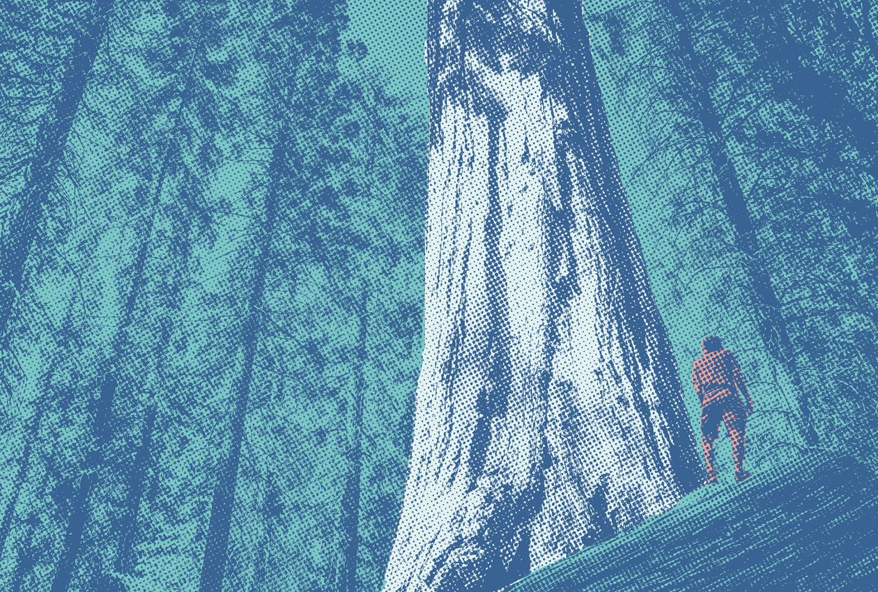 Un uomo guarda una sequoia dal basso con una prospettiva che mette in evidenza la piccolezza dell'uomo rispetto al mondo che lo circonda.